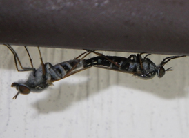 Ozodiceromyia notata